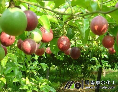 百香果葉面肥使用方法 百香果葉面肥使用方法