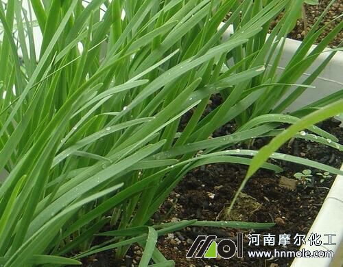 韭菜需要施葉面肥 韭菜需要施葉面肥