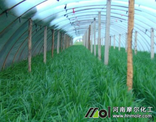 韭菜葉面肥選擇 韭菜葉面肥選擇