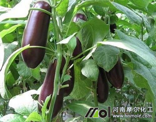 大棚蔬菜用水溶肥原因 大棚蔬菜用水溶肥原因