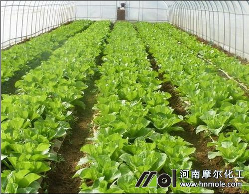 用好蔬菜水溶肥的方法 用好蔬菜水溶肥的方法