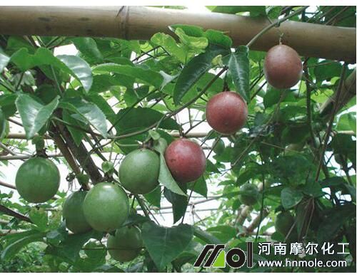 百香果開花結果用肥 百香果開花結果用肥