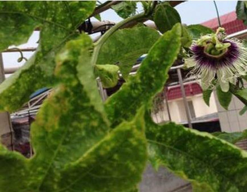 百香果花葉病 百香果花葉病