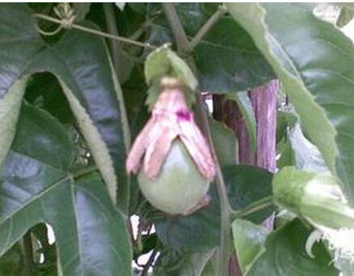 百香果疫病 百香果疫病