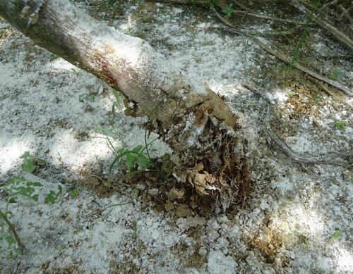 百香果莖基腐病 百香果莖基腐病