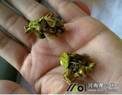 百香果開花不結果原因 百香果開花不結果原因