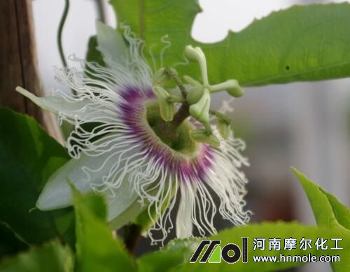 百香果提高開花結果率辦法 百香果提高開花結果率辦法