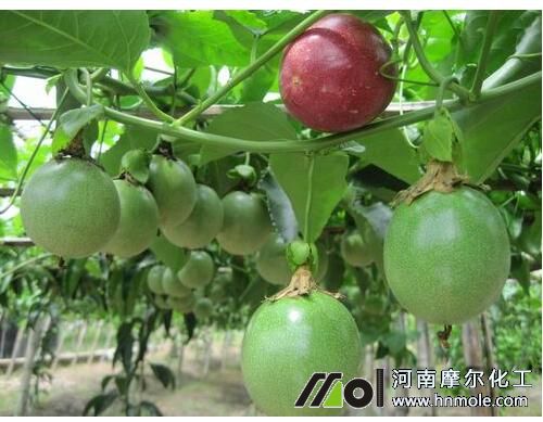 百香果掛果施肥 百香果掛果施肥