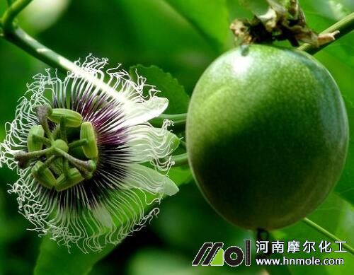百香果掛果施肥方法 百香果掛果施肥方法