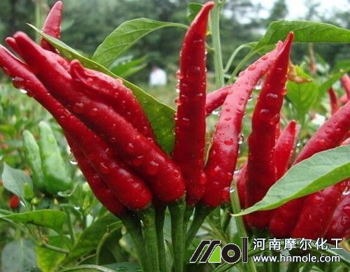 適合辣椒用的葉面肥 適合辣椒用的葉面肥