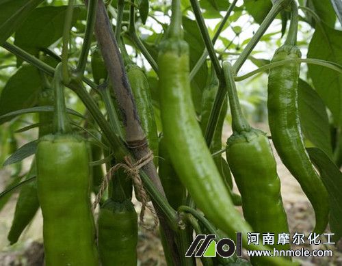 辣椒葉面肥噴施要領 辣椒葉面肥噴施要領