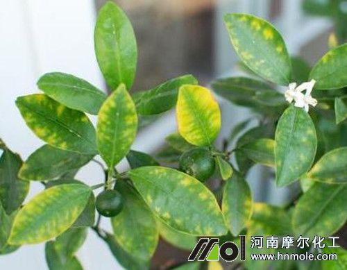 柑橘缺鐵元素表現(xiàn)及防治 柑橘缺鐵元素表現(xiàn)及防治