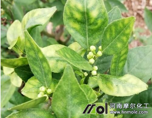 柑橘缺鋅元素表現(xiàn) 柑橘缺鋅元素表現(xiàn)
