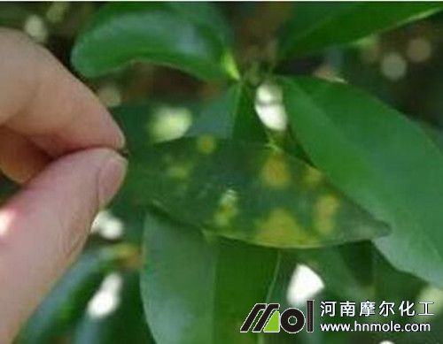 柑橘缺鉬元素表現(xiàn)及矯正 柑橘缺鉬元素表現(xiàn)及矯正