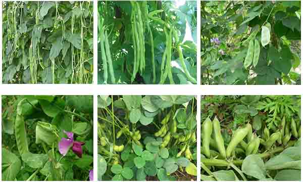 適用豆類作物 適用豆類作物