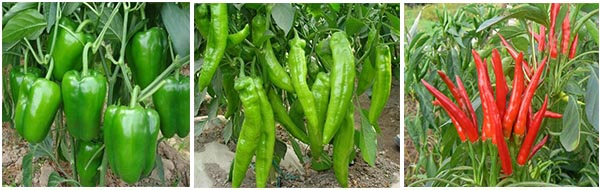 適用辣椒種類 適用辣椒種類