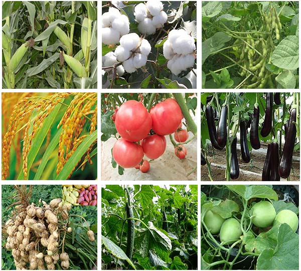 死苗爛根急救葉面肥適用作物 死苗爛根急救葉面肥適用作物