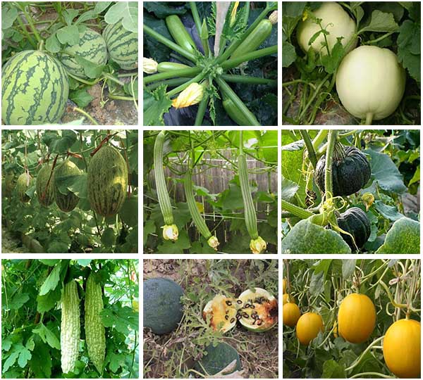 巨瓜動力葉面肥適用瓜類 巨瓜動力葉面肥適用瓜類