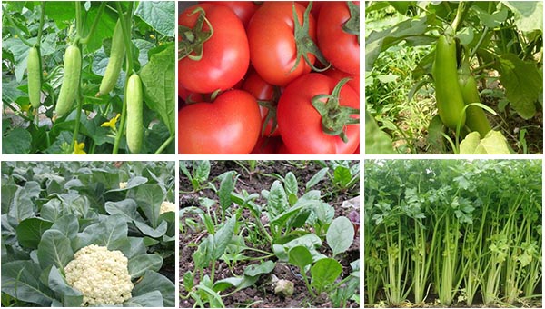 解害靈適用作物種類 解害靈適用作物種類