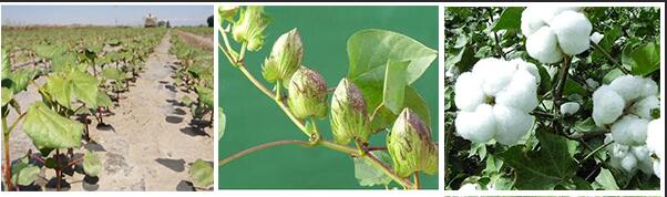 棉花各個(gè)生長(zhǎng)期 棉花各個(gè)生長(zhǎng)期