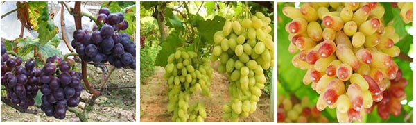 葡萄種類 葡萄種類