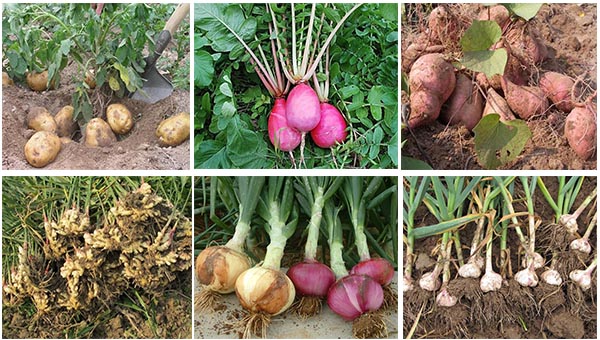 葉面肥適用蔬菜作物 葉面肥適用蔬菜作物