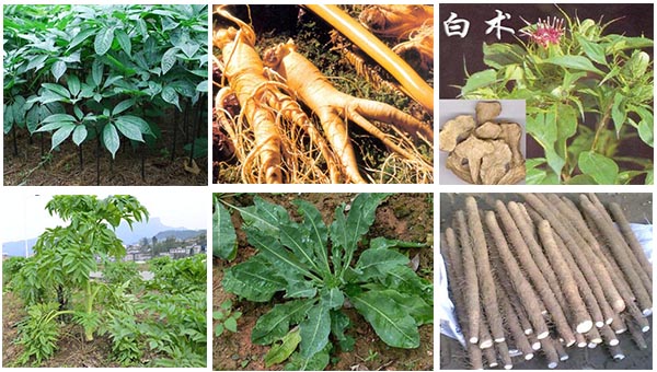 葉面肥適用藥材 葉面肥適用藥材