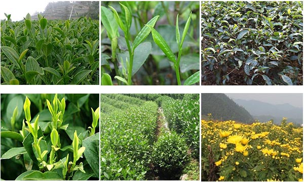 摩葉適用茶葉種類 摩葉適用茶葉種類