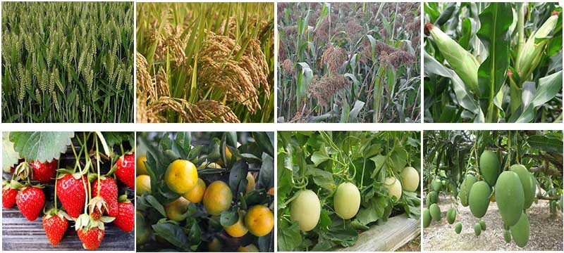 納米綠神適用作物 納米綠神適用作物