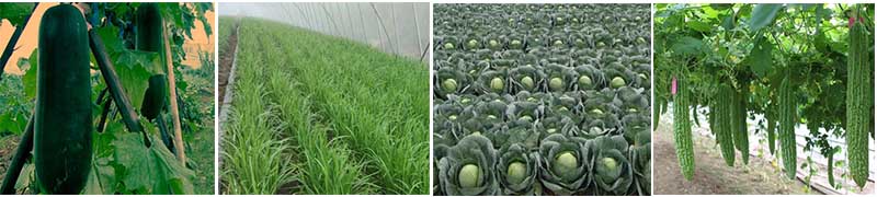 納米綠神適用作物 納米綠神適用作物