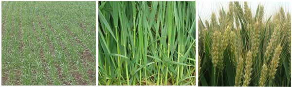 小麥?zhǔn)┓蕰r(shí)期 小麥?zhǔn)┓蕰r(shí)期