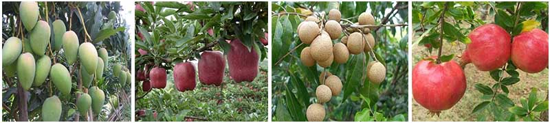 葉面肥適用果樹 葉面肥適用果樹