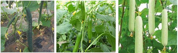 黃瓜種類 黃瓜種類