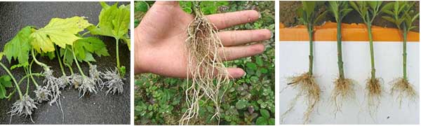 生根葉面肥效果 生根葉面肥效果