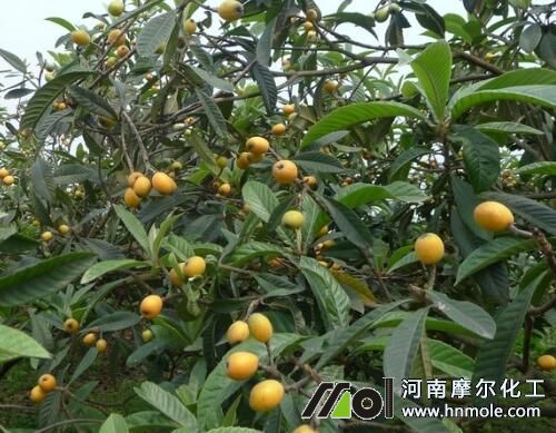 枇杷需肥特點 枇杷需肥特點