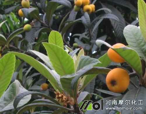 枇杷樹施肥技術(shù) 枇杷樹施肥技術(shù)