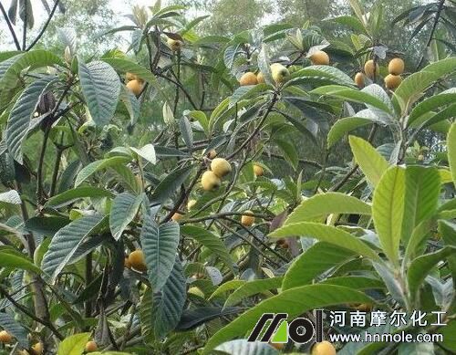 葉面肥用法用量 葉面肥用法用量