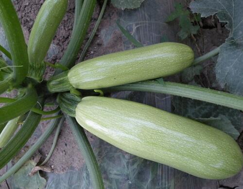 西葫蘆葉面肥噴施效果 西葫蘆葉面肥噴施效果