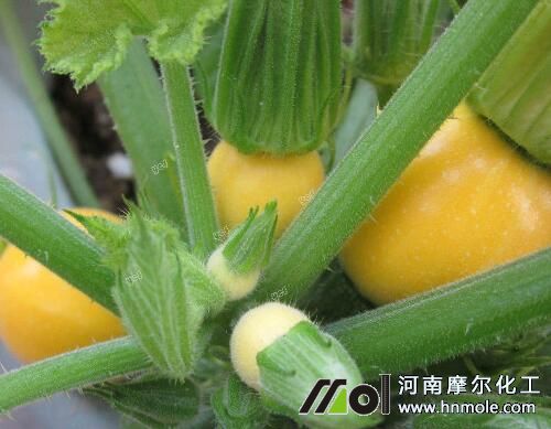 西葫蘆葉面肥選擇 西葫蘆葉面肥選擇