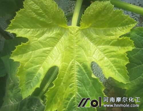 濕度引起西葫蘆早衰 濕度引起西葫蘆早衰