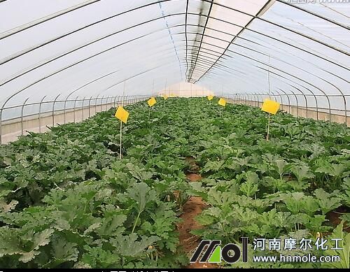 光照引起西葫蘆早衰 光照引起西葫蘆早衰