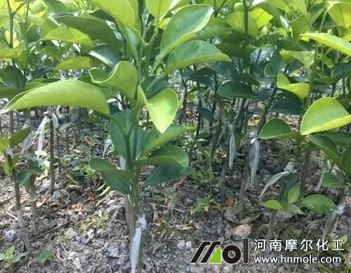 柑橘苗種植管理 柑橘苗種植管理