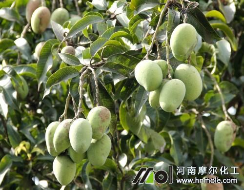 芒果水溶肥用法 芒果水溶肥用法