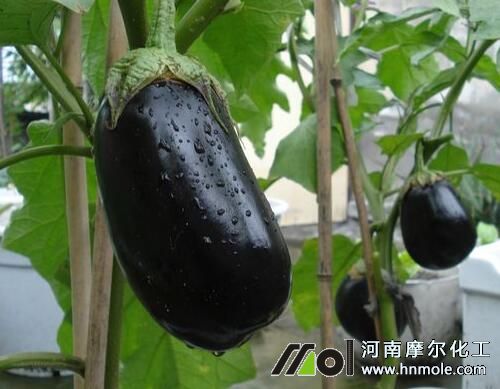 水溶肥適用茄果類蔬菜 水溶肥適用茄果類蔬菜