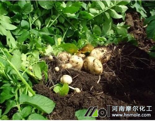 水溶肥適用塊莖類蔬菜 水溶肥適用塊莖類蔬菜