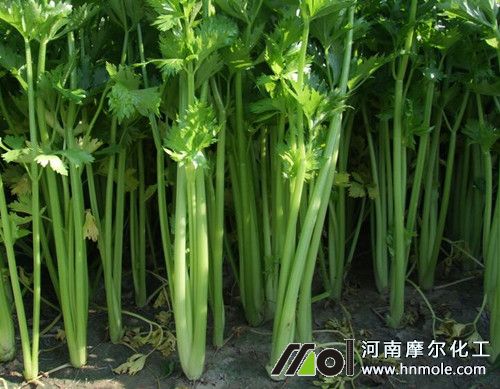 水溶肥適用葉菜類蔬菜 水溶肥適用葉菜類蔬菜