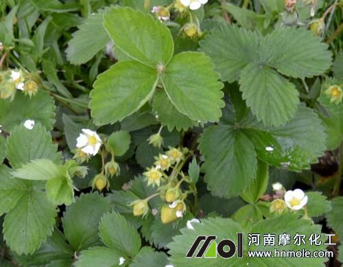 草莓種植水溶肥選擇 草莓種植水溶肥選擇