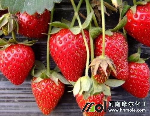 草莓種植水溶肥選擇 草莓種植水溶肥選擇