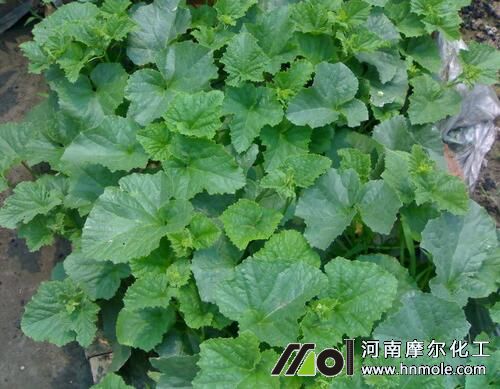 香瓜水溶肥選擇 香瓜水溶肥選擇