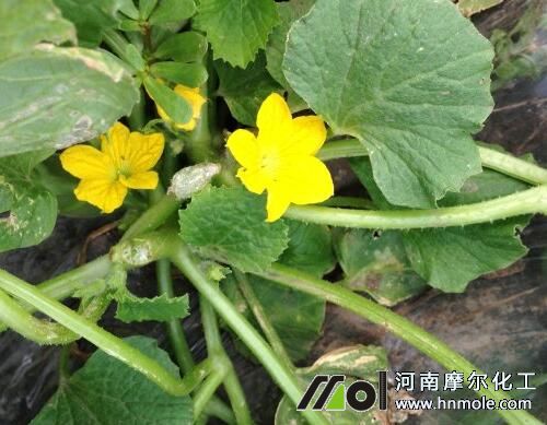 香瓜水溶肥選擇 香瓜水溶肥選擇